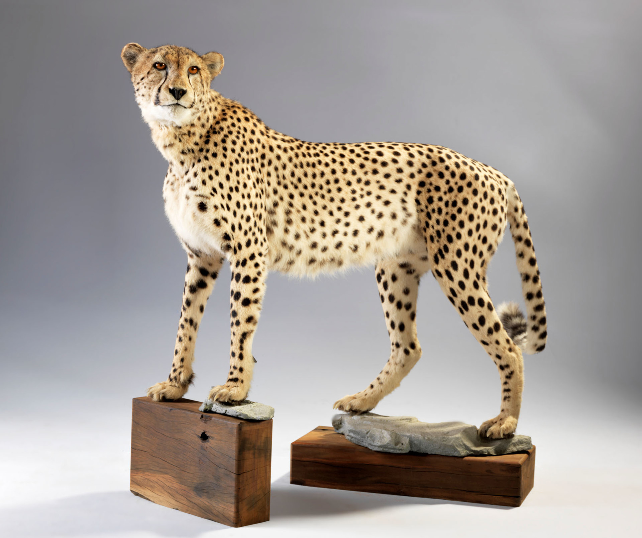 Cheetah - Full Mount - Splitting Image Taxidermy